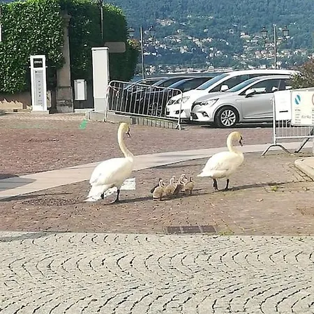 Apartamento Maggiore